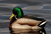 Mallard
